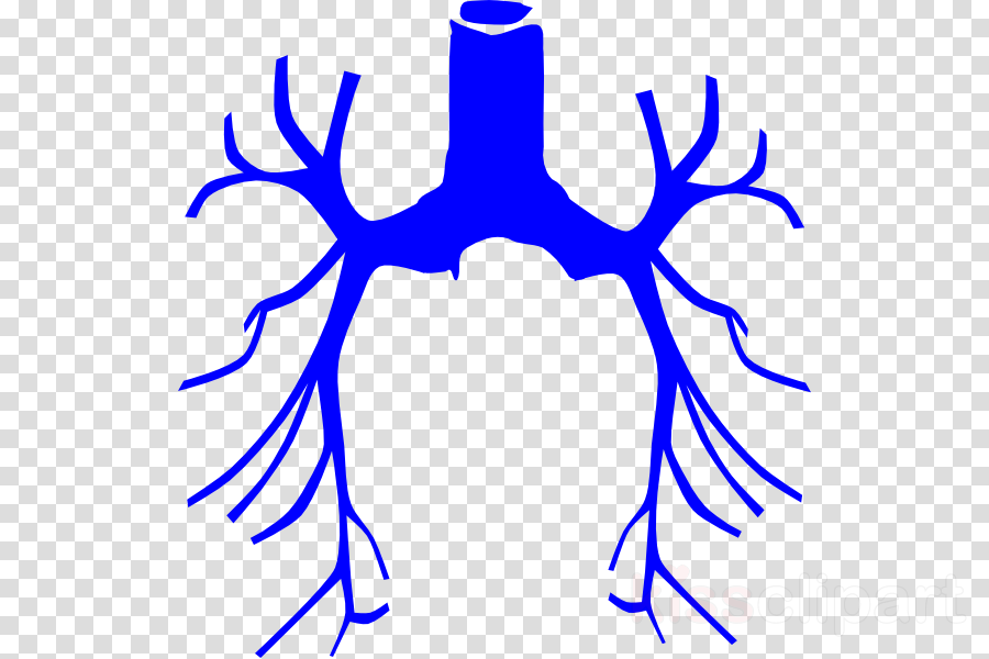 Lungs Clip Art Clipart Lung Biology Clipart Clip Art - Lungs Clip Art Clipart Lung Biology Clipart Clip Art (900x600)