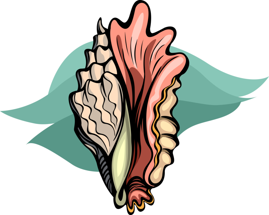 Vector Illustration Of Marine Aquatic Mollusk Seashell - Vector Illustration Of Marine Aquatic Mollusk Seashell (874x700)