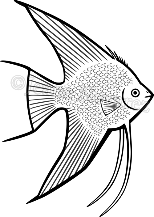 Walleye Vector Barramundi Fish - Walleye Vector Barramundi Fish (500x702)