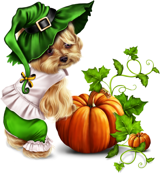 Little Pumpkin Yorkie - Little Pumpkin Yorkie (640x640)