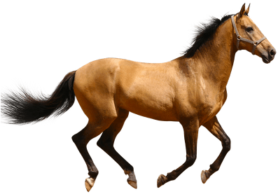 Horse Jump Transparent Png Stickpng Free Vector Clip - Horse Jump Transparent Png Stickpng Free Vector Clip (400x400)