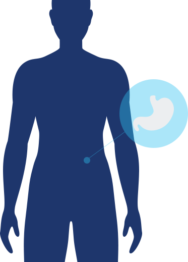 Digestion Icon Digestion Active Icon - Digestion Icon Digestion Active Icon (373x519)