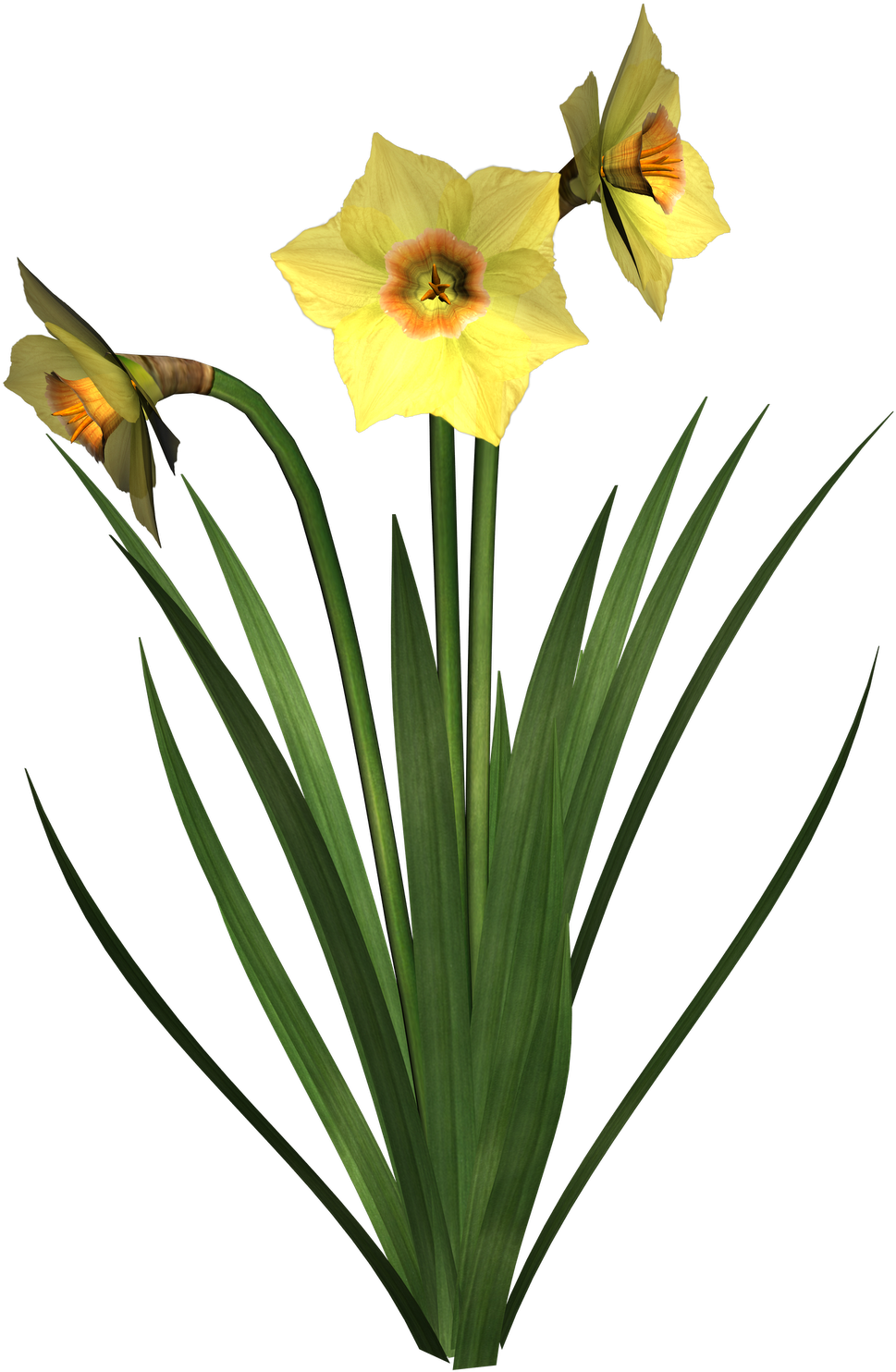 Daffodils Clip Art - Transparent Daffodils (1600x1600)
