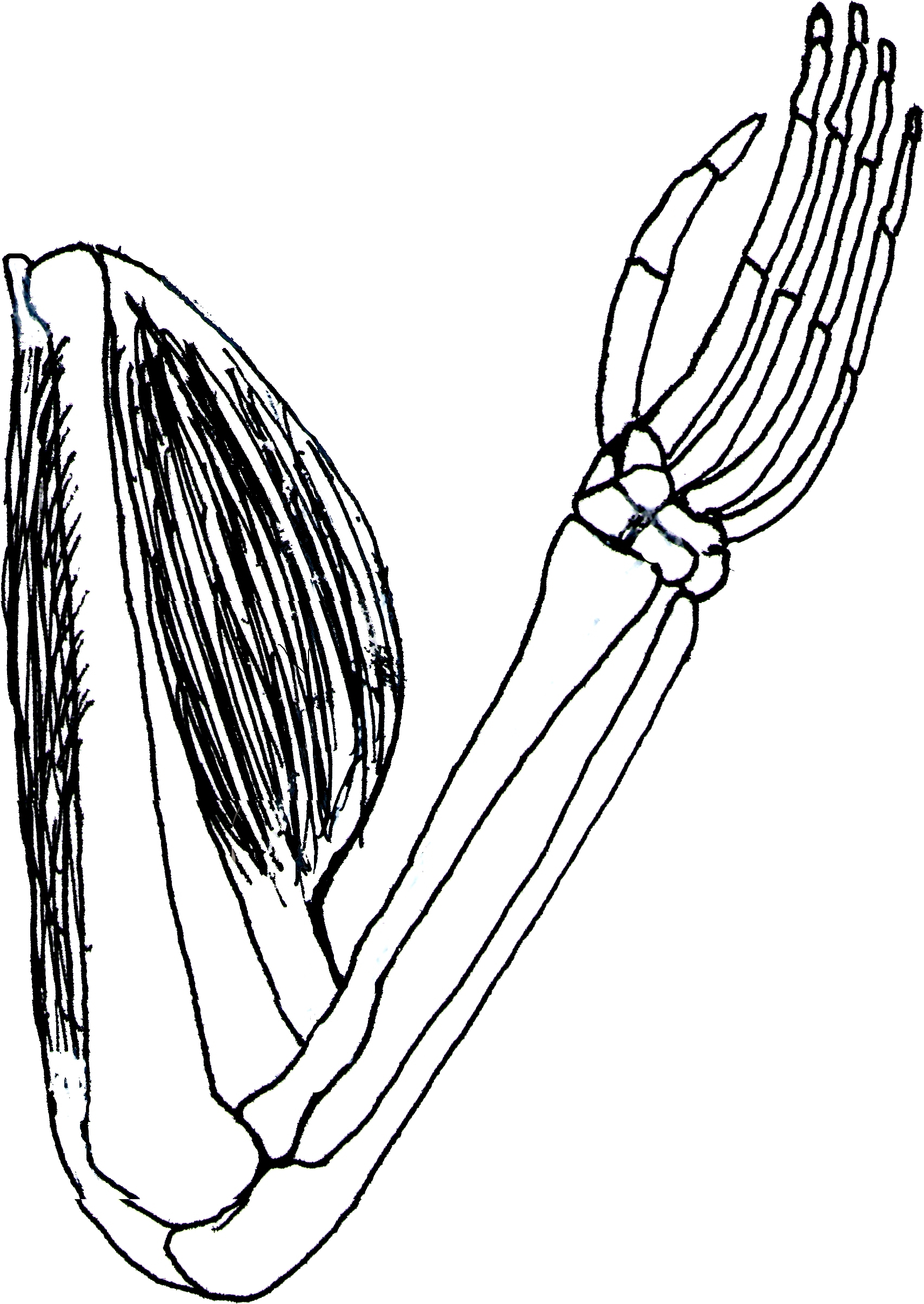 Pin Copyright Free Clip Art Public Domain - Biceps And Triceps Clip Art (1880x2653)