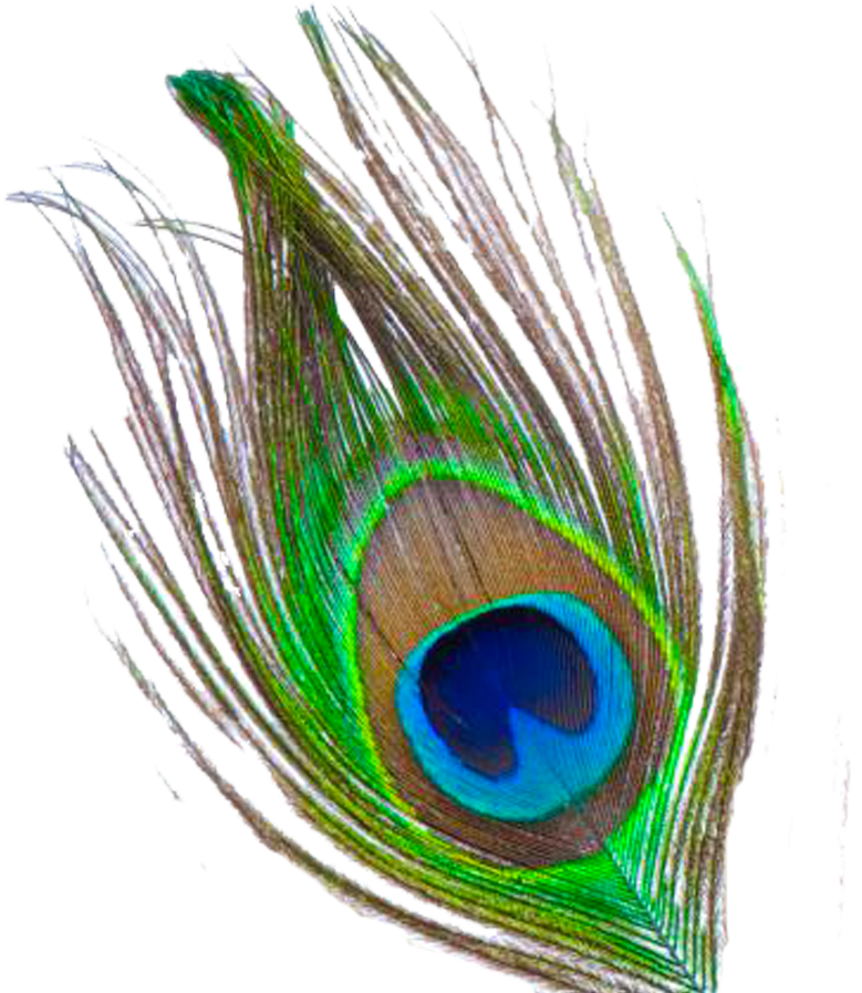 Mor Pankh Clipart - Peacock Feather Png File (800x897)