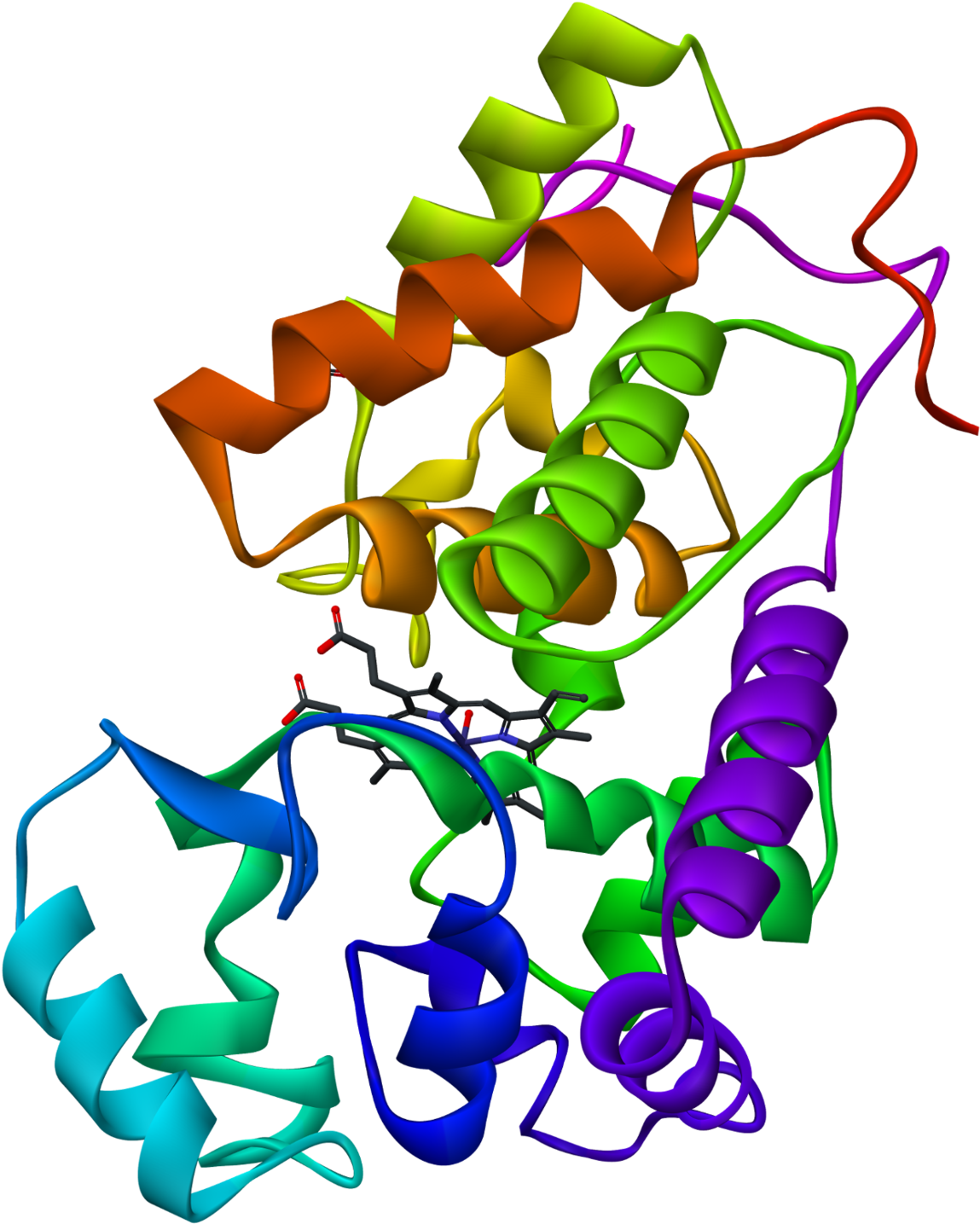 Peroxidase Enzyme (1300x1584)