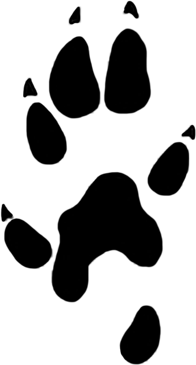 Stoat Paw Prints Clipart 22 Mm - Stoat Paw Prints Clipart 22 Mm (502x882)