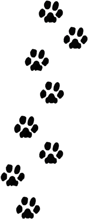 Paw Print Trail Clipart - Transparent Dog Paw Print (321x760)