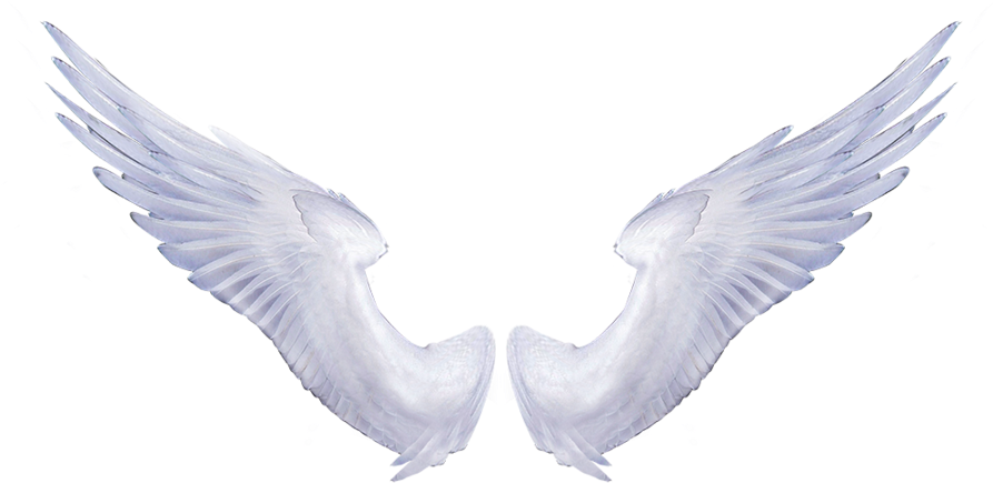 Angel Wings Transparent Background - Real Angel Wings Png (900x600)