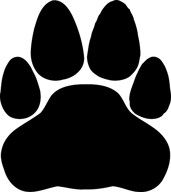 Animal Paw, Cat, Wolf, Bear, Footprint, Animal - Cat Footprint Png (570x640)
