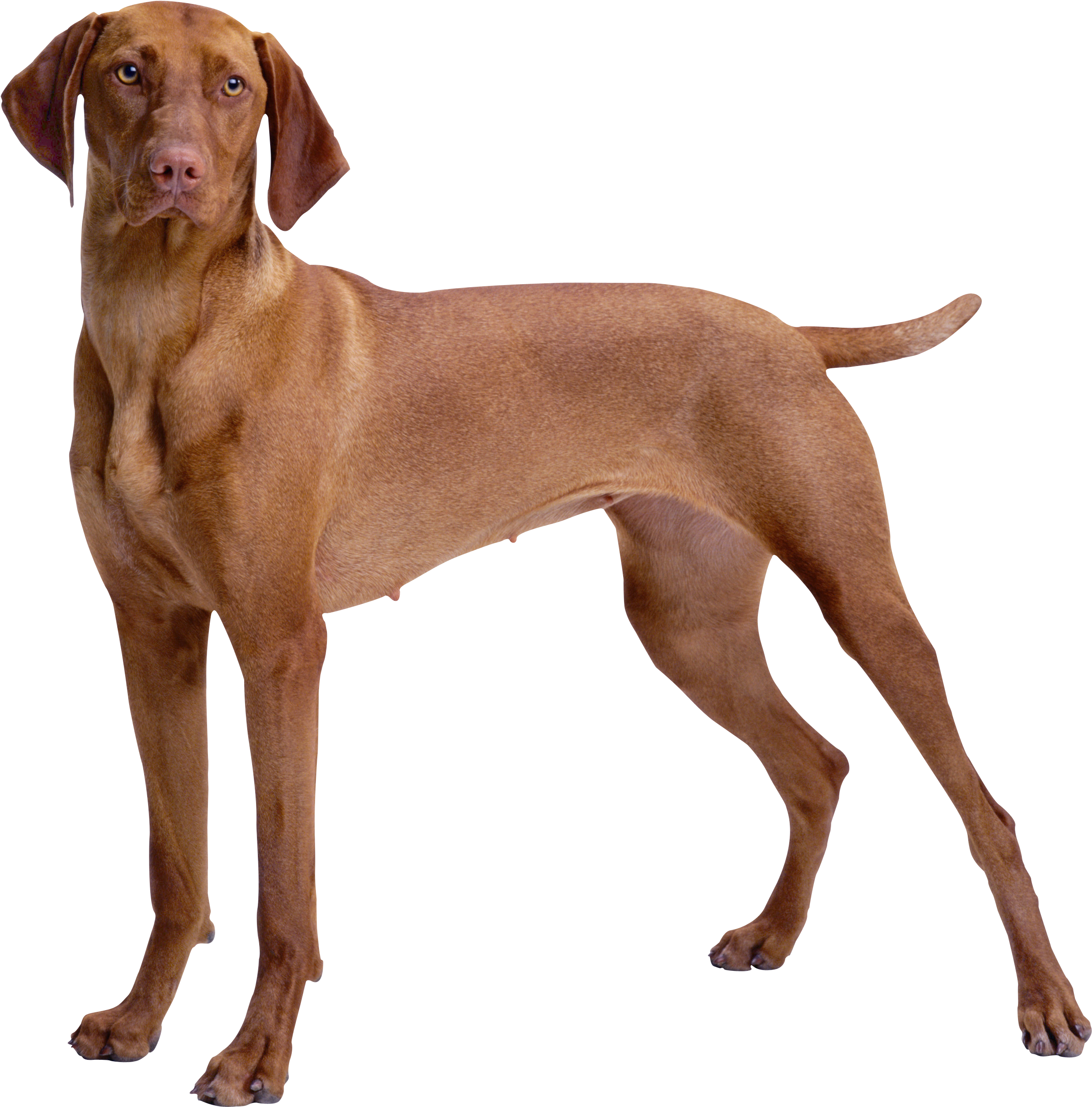 Dog Png - Photo - Ruffwear Track Dog Jacket (2653x2721)