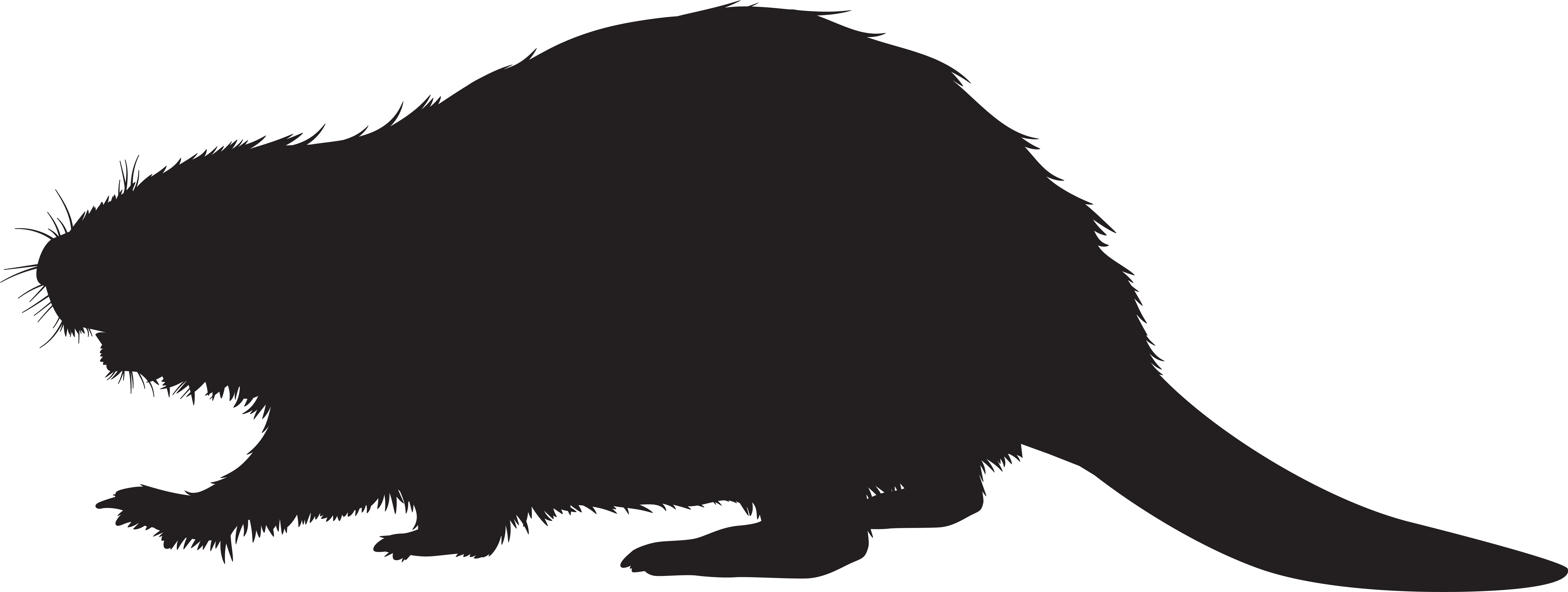 Cat Dog Black And White Canidae - Cat Dog Black And White Canidae (8000x3072)