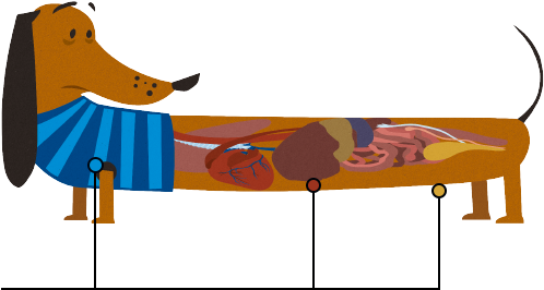 Tick-borne Diseases Are A Rising Problem - Tick-borne Diseases Are A Rising Problem (497x330)