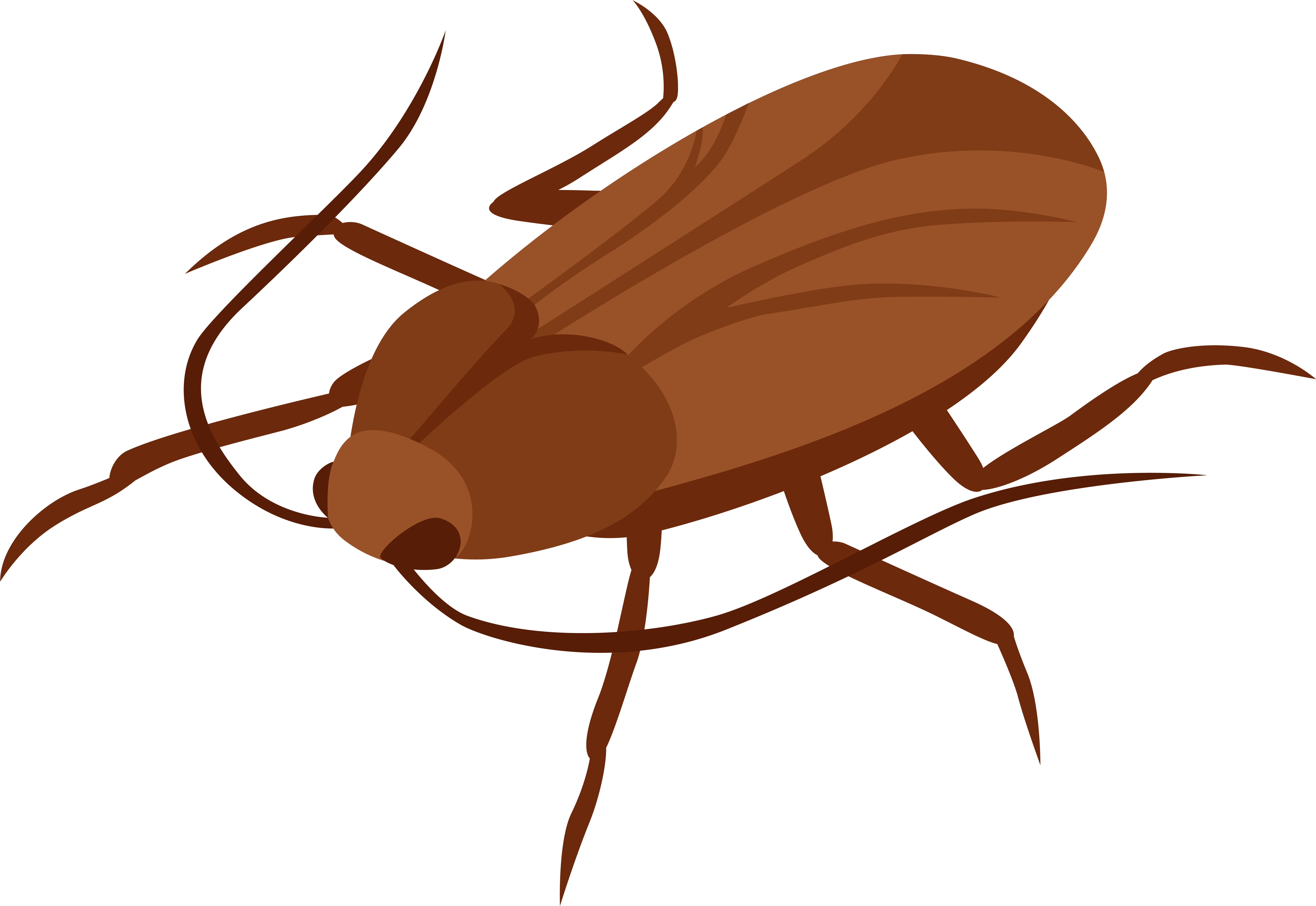 Cockroach Png Clip Art - Lake Illawarra (8000x5506)