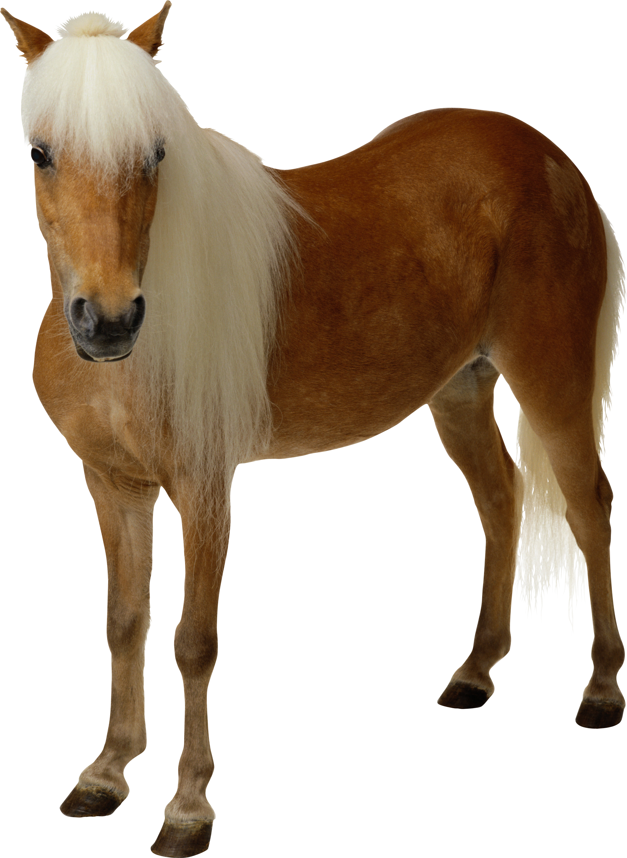 Amusing Png Clip Art Transparent Background Medium - Horse Png (2070x2834)