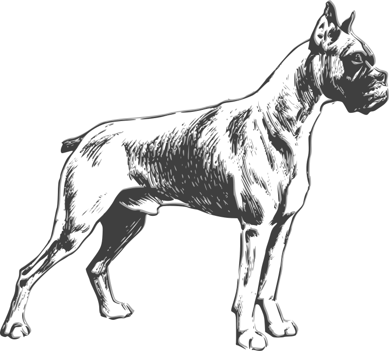 Boxer Dog Clip Art - Boxer Dog Vector (800x722)