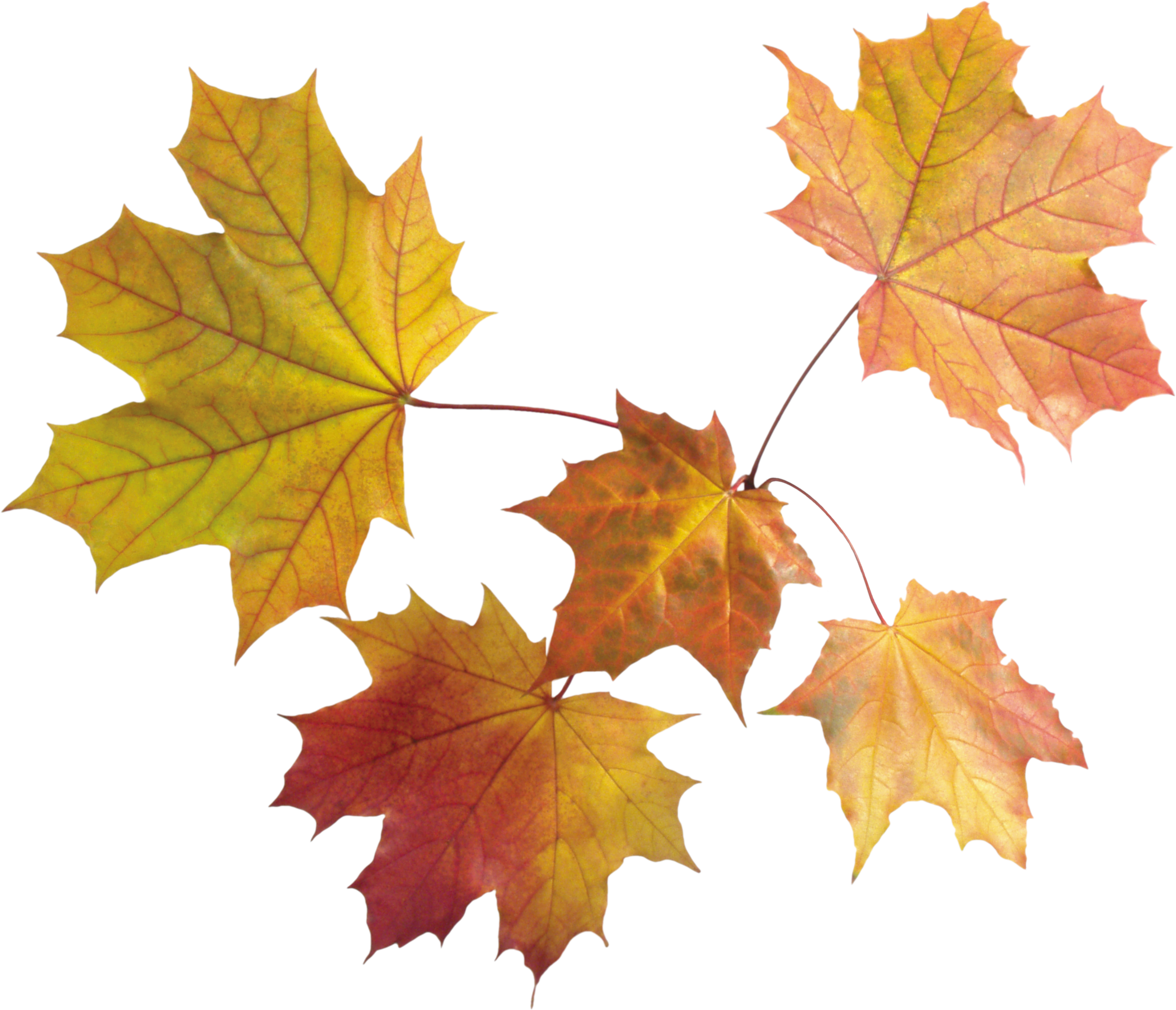 Autumn Png Leaves - Autumn Leaves Transparent Background (2657x2281)
