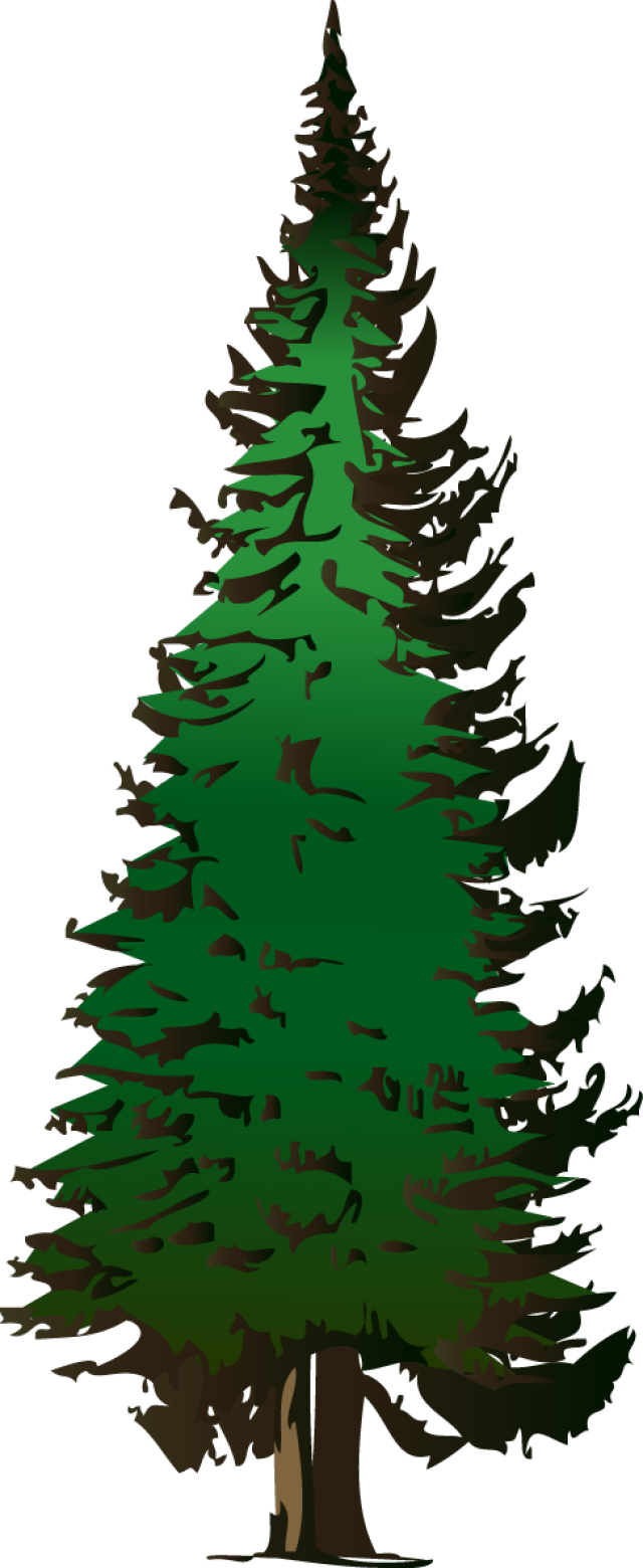 Fir - Clipart - Fir Tree Clip Art (640x1560)