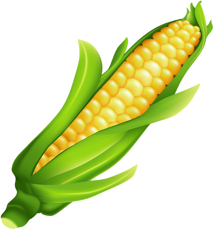 Ear Of Corn Clipart (800x770)