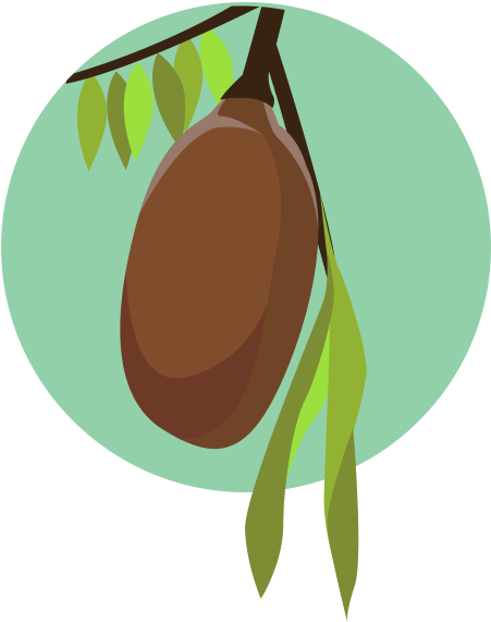 Cupuacu Fruit On Tree - Cupuaçu (450x588)