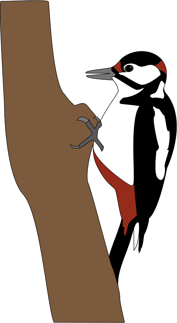 Tiere Des Waldes Der Specht Den Specht Bekommt Man - Specht Clipart (568x1037)