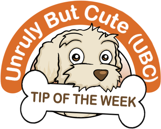 Beware Of Hot Pavement When Walking Your Dog - Beware Of Hot Pavement When Walking Your Dog (566x459)