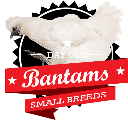 Chicks For Sale By Mail Order Quick - Chicks For Sale By Mail Order Quick (457x457)