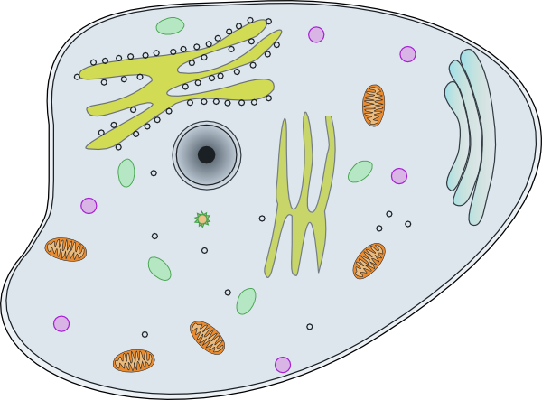 Cell Clip Art - Cell Clip Art (600x443)