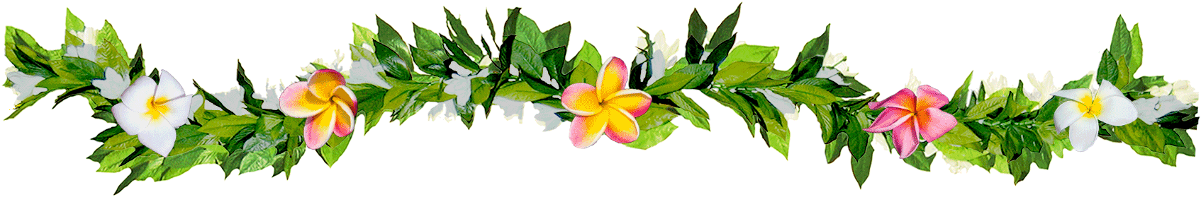 Chelsea Heller Photography Maile Lei Plumeria - Chelsea Heller Photography Maile Lei Plumeria (1694x293)