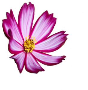 Franklin Landscape Contractors - Franklin Landscape Contractors (358x347)