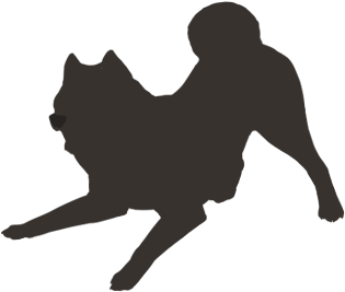 Jack Russell Terrier - Jack Russell Terrier (475x538)