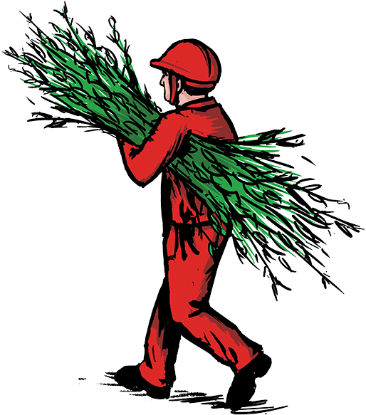 Illustrations Are A Trademark Of John Barber Pruning - Illustrations Are A Trademark Of John Barber Pruning (521x600)