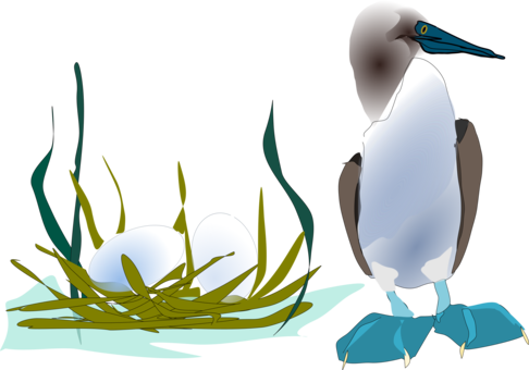 Penguin Seabird Booby Duck - Penguin Seabird Booby Duck (486x340)