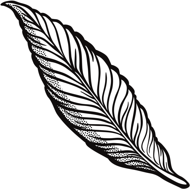 Feather Drawing Line Art Quill Cartoon - Feather Drawing Line Art Quill Cartoon (750x750)