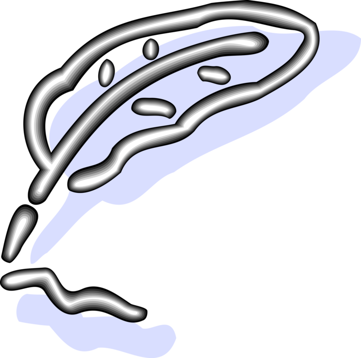 Vector Illustration Of Feather Quill Pen Writing Instrument - Vector Illustration Of Feather Quill Pen Writing Instrument (706x700)