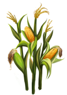 Corn Stalks Png - Corn Stalks Png (400x400)
