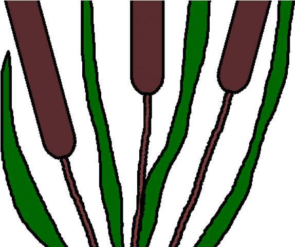 Pond Clipart Aquatic Plant - Pond Clipart Aquatic Plant (640x480)