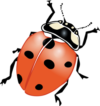 Ladybug Png - Ladybug Png (399x422)