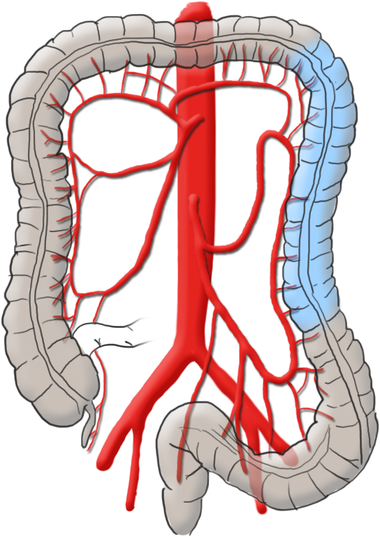 Right Colic Artery - Right Colic Artery (668x800)