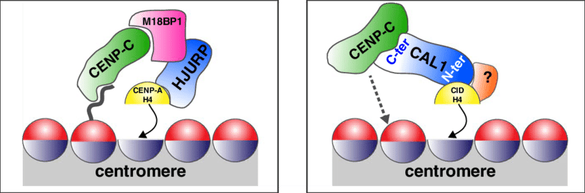 Models For Centromere Assembly In Vertebrates And Drosophila - Models For Centromere Assembly In Vertebrates And Drosophila (850x281)