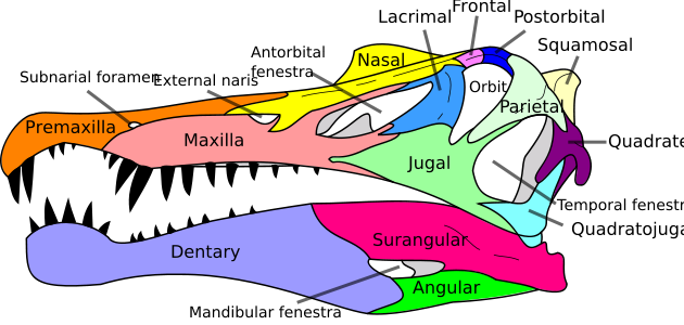 Spinosaurus Skull - Spinosaurus Skull (630x300)
