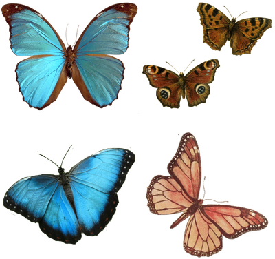 More Free Hungry Caterpillar Butterfly Png Images - More Free Hungry Caterpillar Butterfly Png Images (400x400)