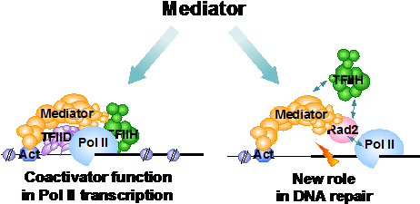 2018 Institut De Biologie Intégrative De La Cellule - 2018 Institut De Biologie Intégrative De La Cellule (501x243)