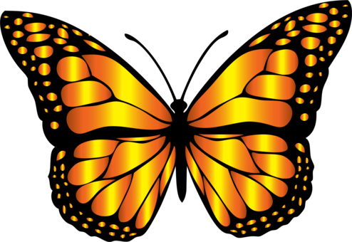 Monarch Butterfly Insect Brush-footed Butterflies Arthropod - Monarch Butterfly Insect Brush-footed Butterflies Arthropod (494x340)
