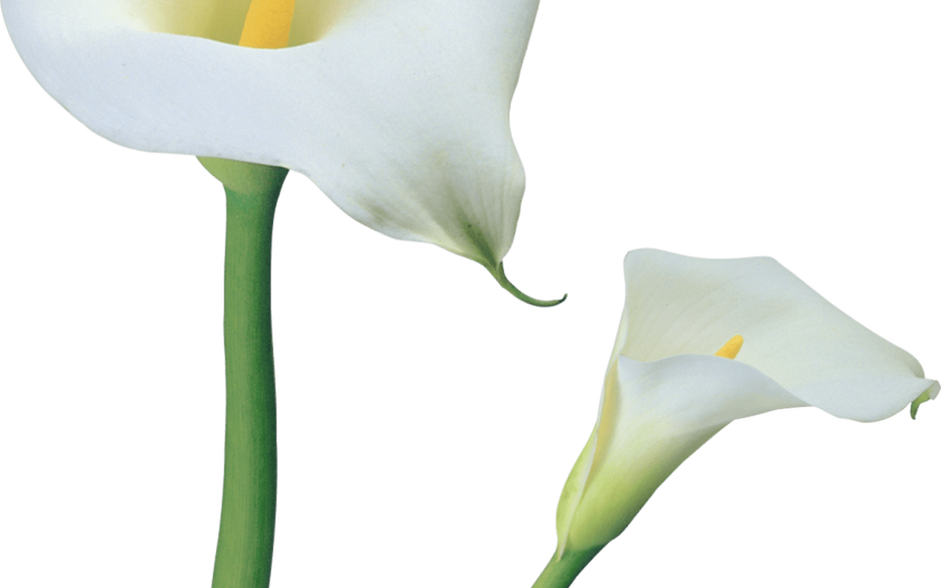 Transparent Calla Lilies Flowers Png Clipart Gallery - Transparent Calla Lilies Flowers Png Clipart Gallery (1368x855)