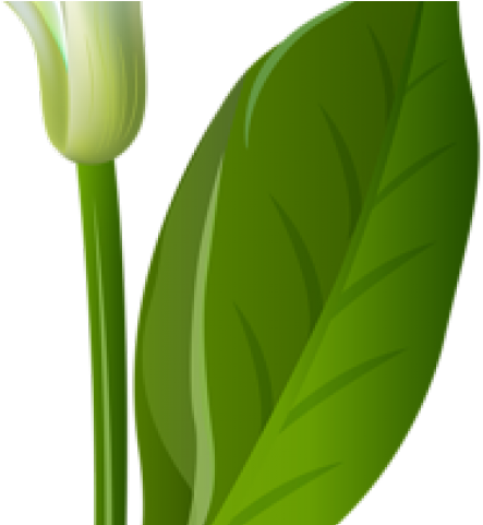 Calla Lily Clipart Calli - Calla Lily Clipart Calli (640x480)