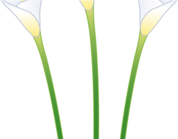Calla Lily Clipart Line Drawing - Calla Lily Clipart Line Drawing (640x480)
