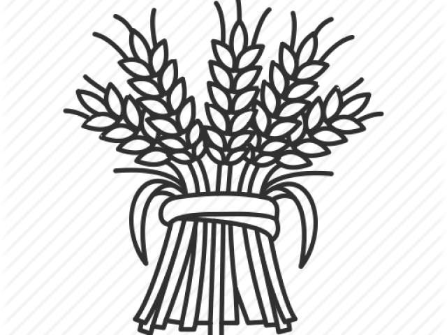 Drawn Wheat Wheat Plant - Drawn Wheat Wheat Plant (640x480)