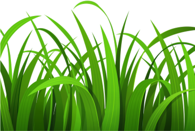 Sea Grass Clipart Wheat Grass - Sea Grass Clipart Wheat Grass (640x480)