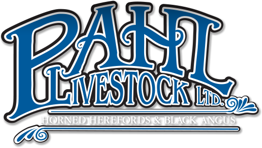 Commercial Cow-calf Ranch Using Horned Hereford And - Commercial Cow-calf Ranch Using Horned Hereford And (538x305)